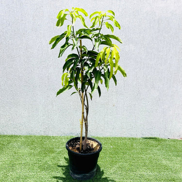 Mango Tree – Mangifera Indica – King of Fruits
